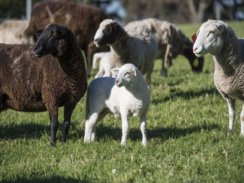 Jamberoo Valley Farm - Accommodation in Brisbane 4