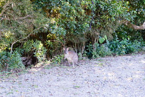 Lamington National Park Camping Ground - Accommodation in Brisbane 1
