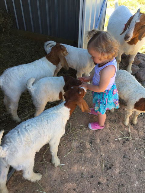 Yalooka Farm - Accommodation in Brisbane 7