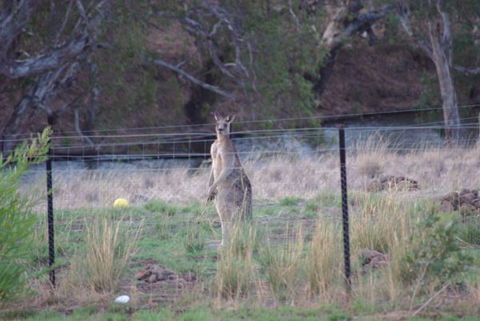 Yalooka Farm - Accommodation in Brisbane 9
