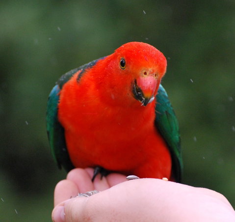 Bellthorpe Stays - Nature's Retreat - Accommodation in Brisbane 1