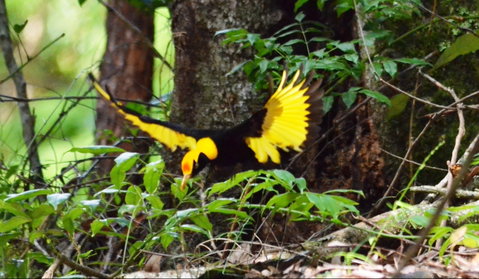 Bellthorpe Stays - Nature's Retreat - Accommodation in Brisbane 4