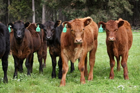 Boronia Farm - Accommodation in Brisbane 3