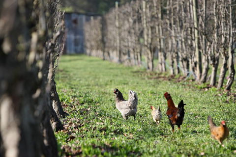 Boronia Farm - Accommodation in Brisbane 8