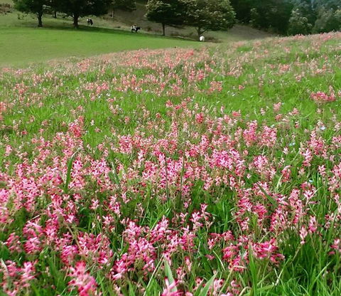 Eden Orchard And Farmstay - Accommodation in Brisbane 4