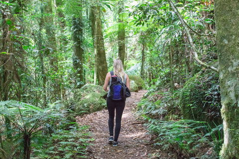 O'Reilly's Rainforest Retreat - Accommodation in Brisbane 5