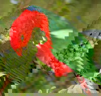 Peacock Creek campground - Accommodation in Brisbane