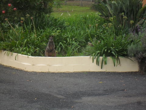 The Malone's Bed And Breakfast Guest Rooms - Accommodation in Brisbane 6