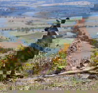 Eaglereach Wilderness Resort - Accommodation in Brisbane