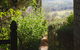 Pear Tree Hollow - thumb 7