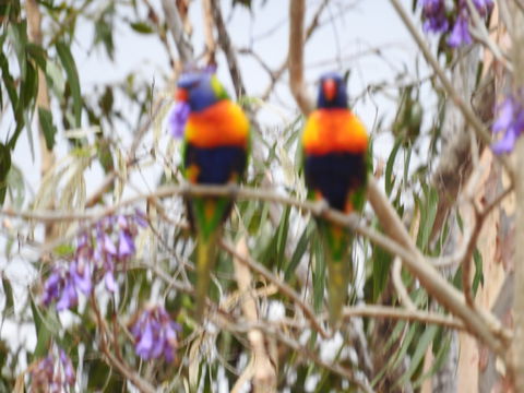 Twilight Grove Farm Bed And Breakfast - Accommodation in Brisbane 0