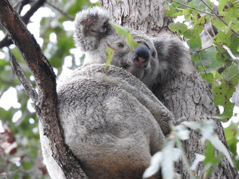 Twilight Grove Farm Bed And Breakfast - Accommodation in Brisbane 1