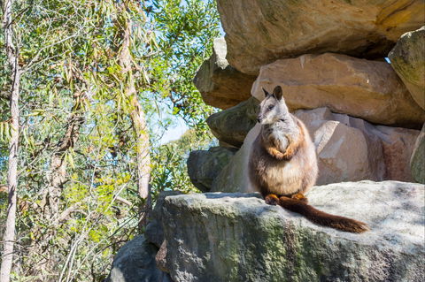 Waterfall Springs Retreat And Wildlife Sanctuary - Accommodation in Brisbane 9