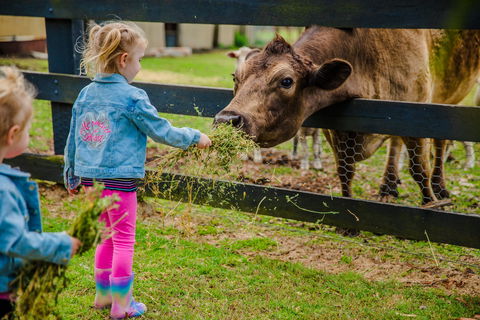 Tobruk Sydney Farm Stay - Accommodation in Brisbane 2