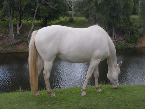 Imbil Bridge Farm And Homestead - Accommodation in Brisbane 1