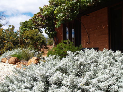 Kangaroos In The Top Paddock - Accommodation in Brisbane 0