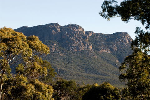 Kangaroos In The Top Paddock - Accommodation in Brisbane 2