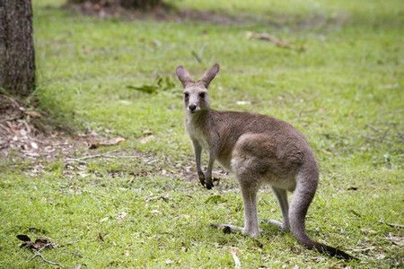 Hungry Head Cabins - Accommodation in Brisbane 3