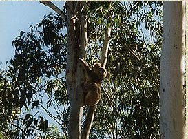 Bush Haven - Accommodation in Brisbane 1
