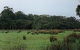 Bush Haven - thumb 4