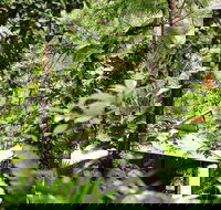 Daintree Ecolodge - Accommodation in Brisbane