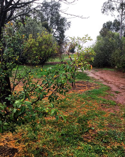 Whispering Pines Farm Stay - Accommodation in Brisbane 1