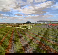 1837 Barossa Luxury Vineyard Cottages - Accommodation in Brisbane