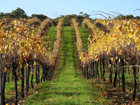 Miners Ridge Vineyard Railway Carriage B&B - Accommodation in Brisbane 1