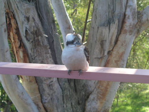 Kookaburra Dreaming - Accommodation in Brisbane 0
