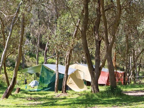 Pebbly Beach Campground - Yuraygir National Park - Accommodation in Brisbane 1