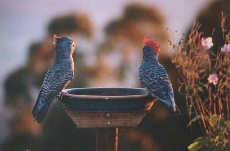 Lyrebird Cottages - Accommodation in Brisbane 2