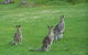 Sunway Farm B And B And Tours - thumb 1