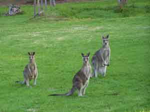 Sunway Farm B And B And Tours - Accommodation in Brisbane 1
