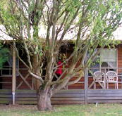 BIG4 Ballarat Windmill Holiday Park - Accommodation in Brisbane