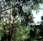Mallacootas Shady Gully Caravan Park - Accommodation in Brisbane