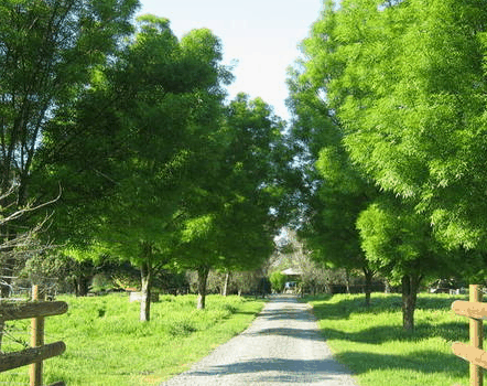 Ribbonwood Cottages - Accommodation in Brisbane 2