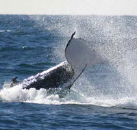 Whale Watching Sydney - Accommodation in Brisbane