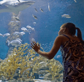 The Aquarium of Western Australia - Accommodation in Brisbane