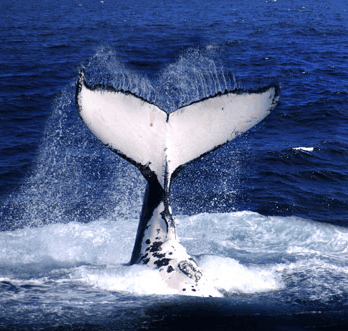 Brisbane Whale Watching - Accommodation in Brisbane
