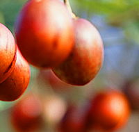 Tropical Fruit World - Accommodation in Brisbane