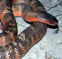 Armadale Reptile  Wildlife Centre - Accommodation in Brisbane