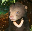 Perth Zoo - Accommodation in Brisbane