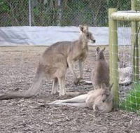 Jirrahlinga Koala  Wildlife Sanctuary - Accommodation in Brisbane