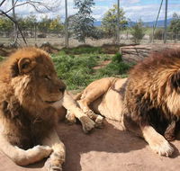 Mansfield Zoo - Accommodation in Brisbane