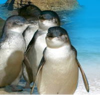 Phillip Island Penguin Parade - Accommodation in Brisbane