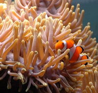 Reef HQ Great Barrier Reef Aquarium - Accommodation in Brisbane