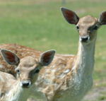 Marapana Wildlife Park - Accommodation in Brisbane