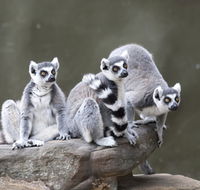 Adelaide Zoo - Accommodation in Brisbane
