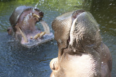 Adelaide Zoo - Accommodation in Brisbane 2