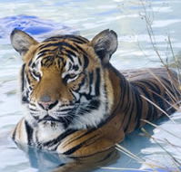 Zoo Doo Wildlife Park - Accommodation in Brisbane